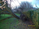 tree down 3.jpg